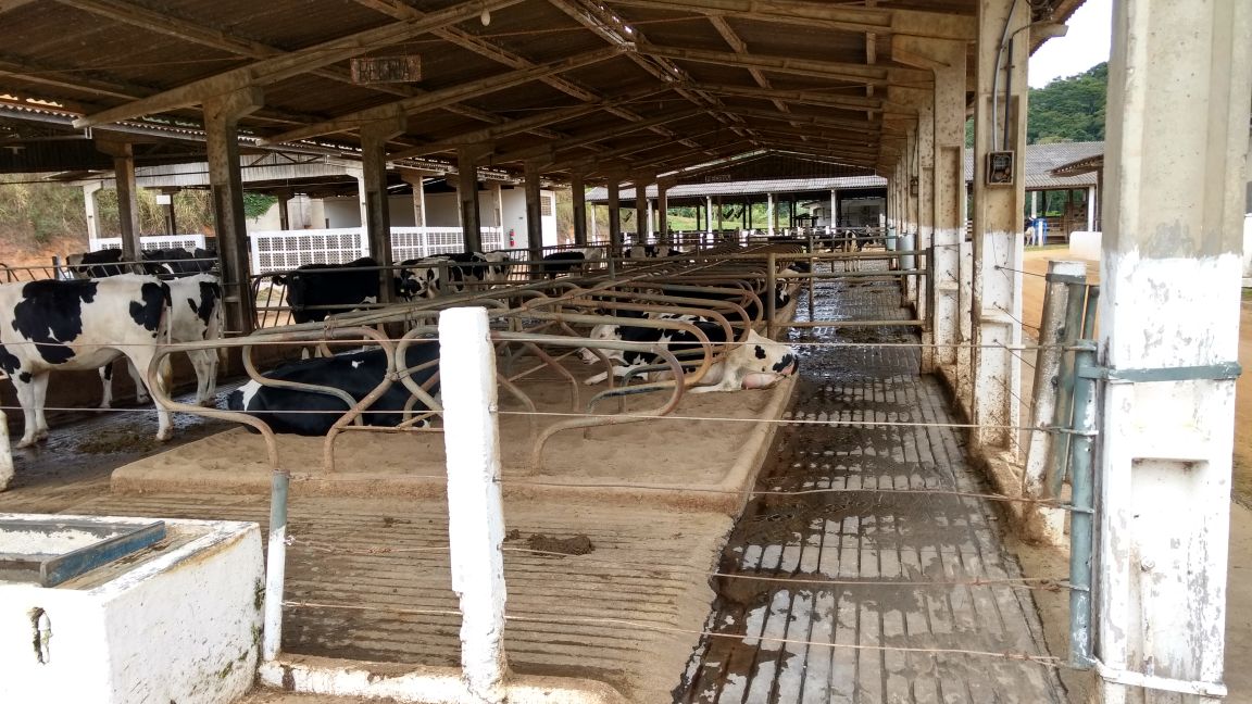 vacas