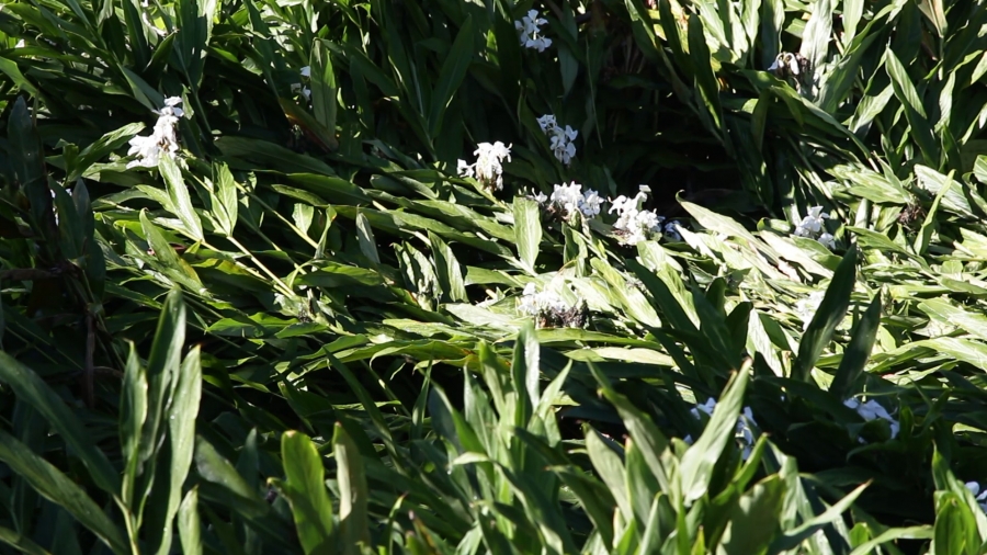 Algoritmo auxilia no controle de plantas invasoras no Estado de SP
