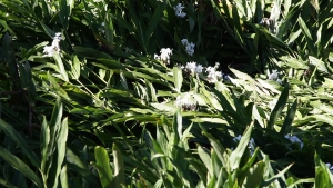 Controle de plantas invasoras
